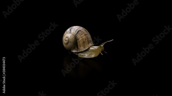 Obraz Snail