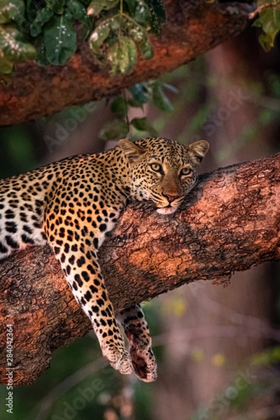 Fototapeta Leopard on branch