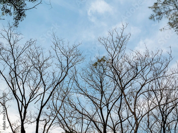 Obraz Tree shape in the sky