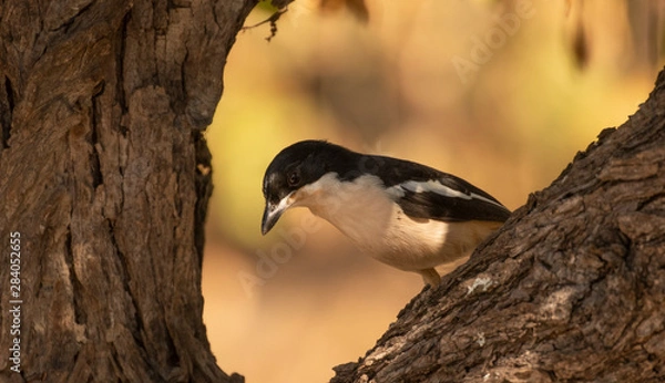 Obraz Tropical Boubou