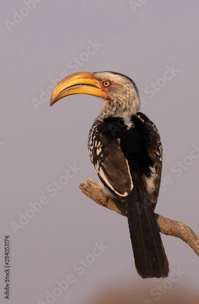 Obraz Yellow-billed hornbill