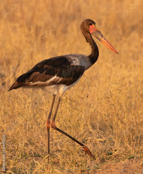 Obraz saddle billed stork