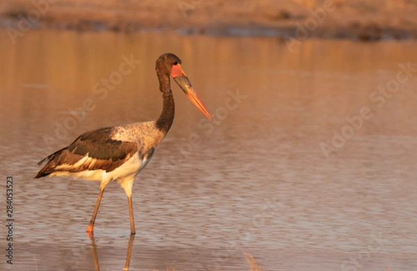 Obraz saddle billed stork