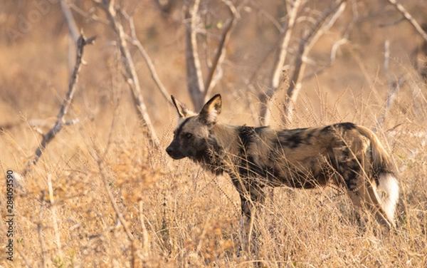 Obraz african wild dog