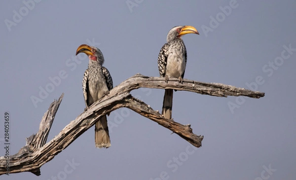 Obraz hornbill