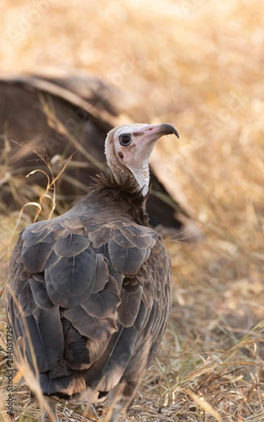 Obraz hooded vulture