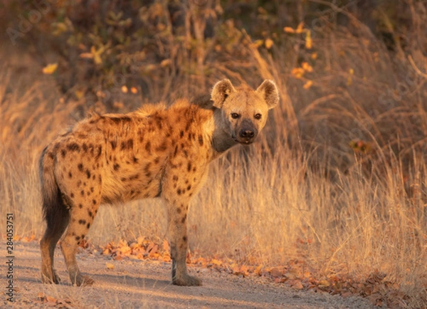 Obraz hyena