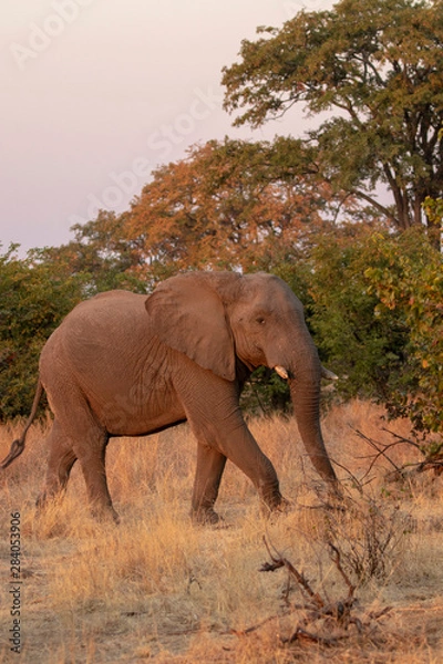 Obraz elephant in kenya