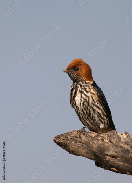 Obraz lesser striped swallow