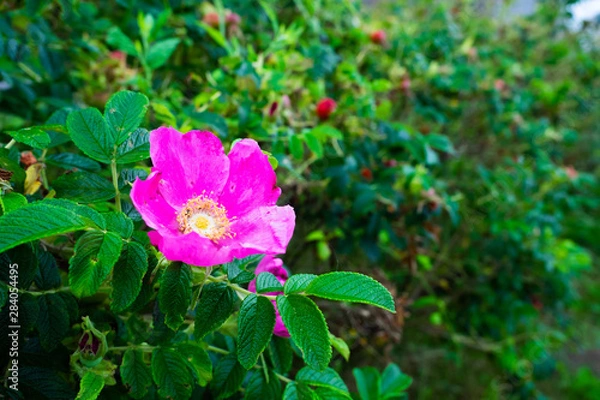 Fototapeta 種差海岸のハマナス