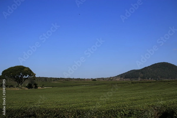 Obraz 제주에 있는 "오설록" 녹차밭 풍경이다.