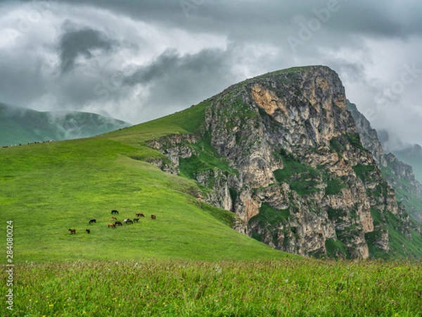 Obraz Herd of semi-wild horses pasturing in the mountains of Armenia