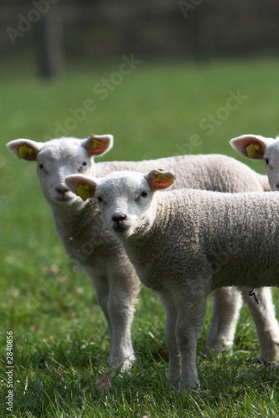 Fototapeta springtime