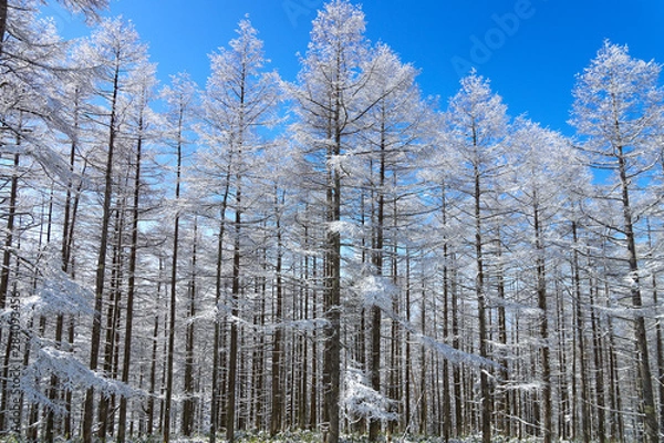 Obraz 美ヶ原高原