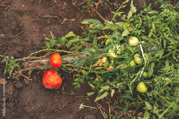 Obraz Tomatoes on a branch