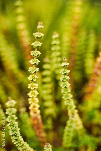 Obraz Basil close-up