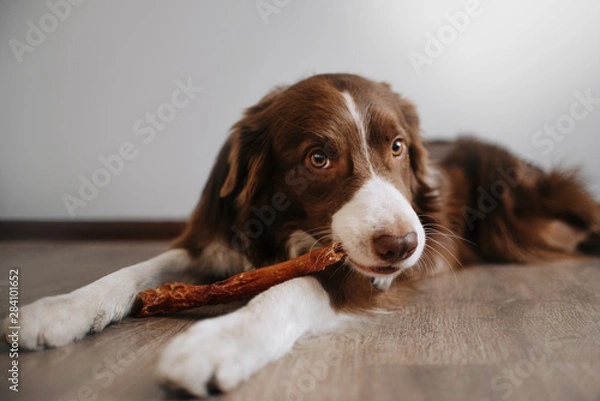 Obraz Border collie is lying on the floor holding a treat in his paws