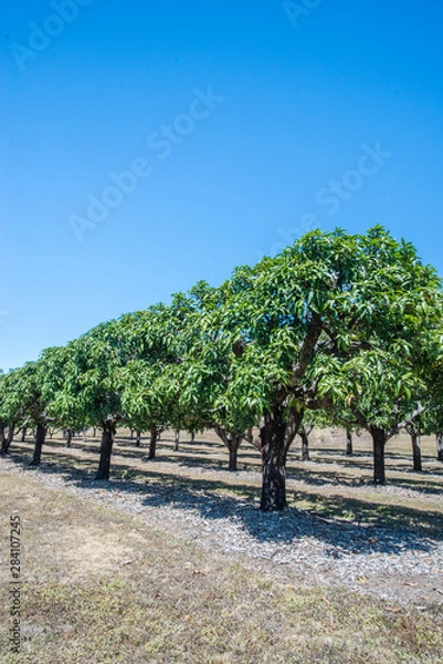 Obraz マンゴー畑