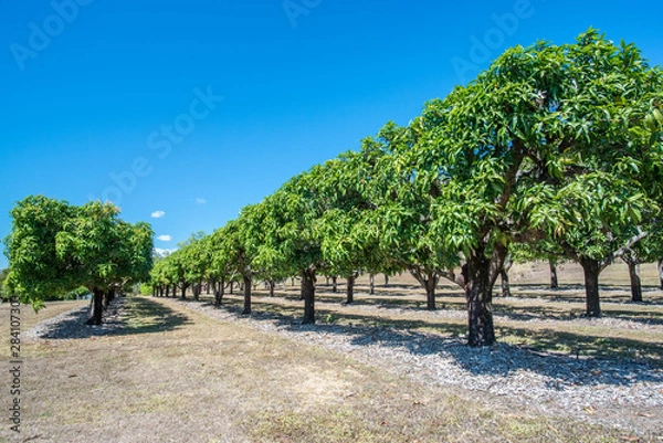 Obraz マンゴー畑