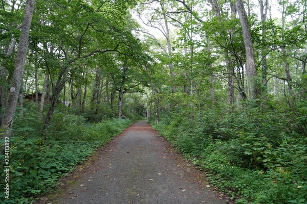 Fototapeta 戸隠の森