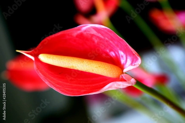 Fototapeta Red and yeloow anthurium flower (Anthurium andraeanum) with a dark backgroun