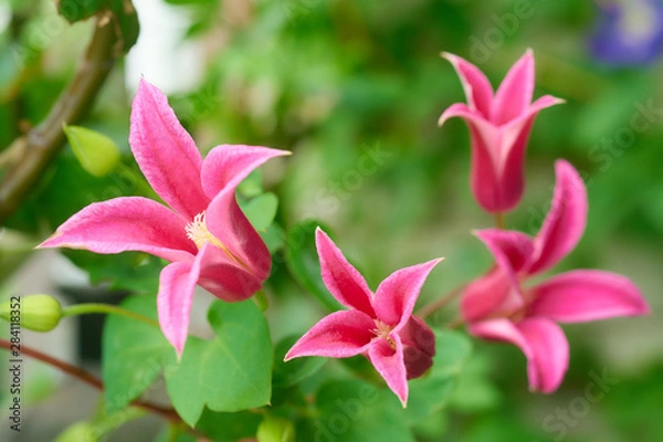 Obraz クレマチス　プリンセス・ダイアナ