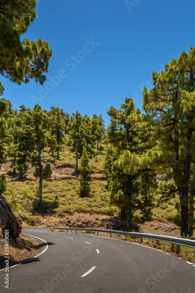 Fototapeta Winding Road with pine trees