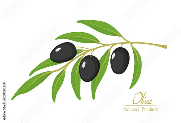 Obraz vector illustration of olive branch with olives
