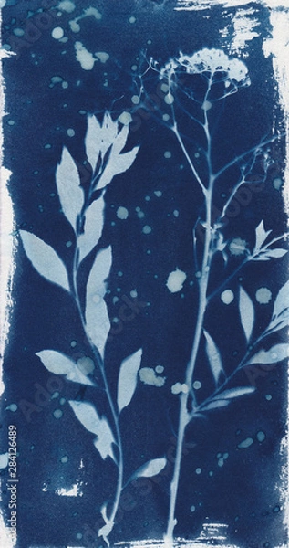 Obraz Cyanotype wildflowers 3