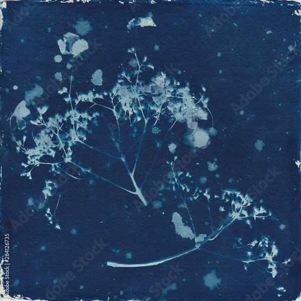 Obraz Cyanotype seedheads