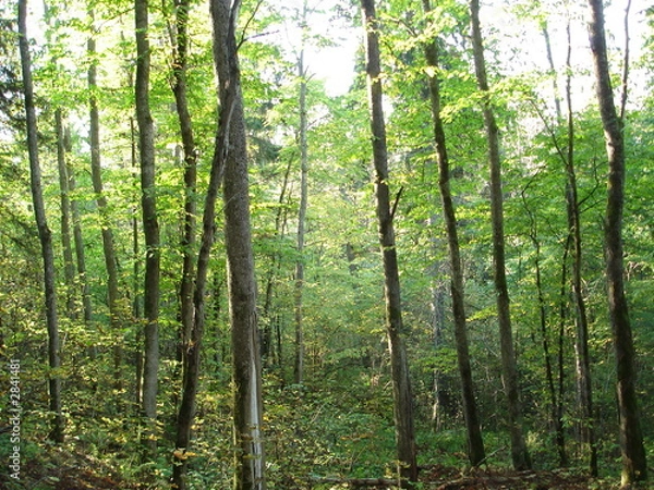 Fototapeta sigulda2