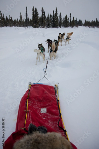 Obraz Dog Sled Team