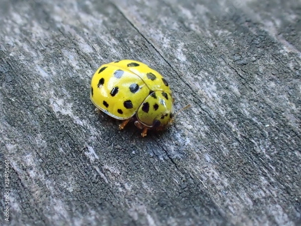Obraz yellow ladybug