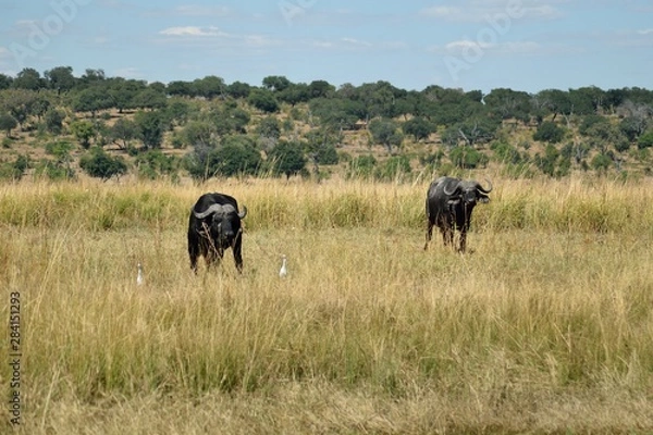 Obraz Kilka bawołów