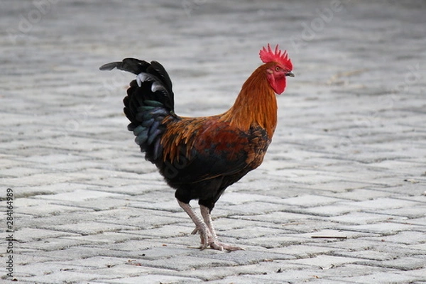 Obraz a fighting cock on brick floor