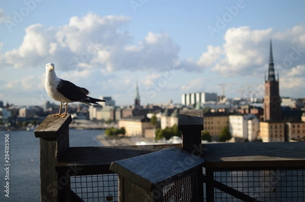 Fototapeta seagull