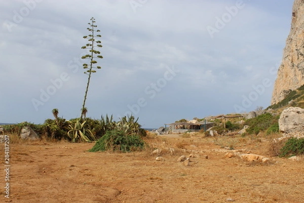 Fototapeta Joshua tree in the desert