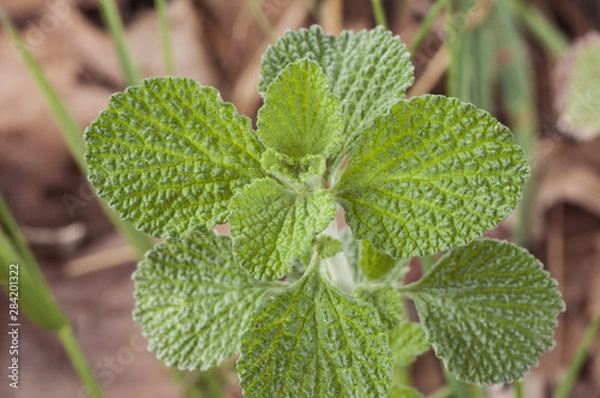 Fototapeta Marrubium vulgare white horehound or common horehound green leaves of this plant with an intense odor and growing in uncultivated land