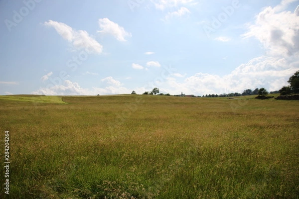 Fototapeta Grüne Landschaft im Sommer
