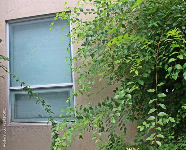 Fototapeta 나무가지 잎