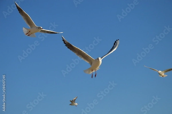 Obraz Seagull flying in the blue sky
