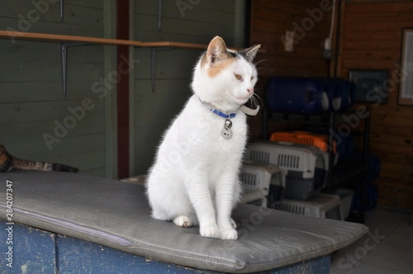 Fototapeta The beautiful Animal Cat in the natural environment