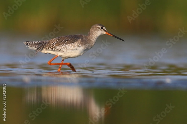 Obraz Spotted redshank
