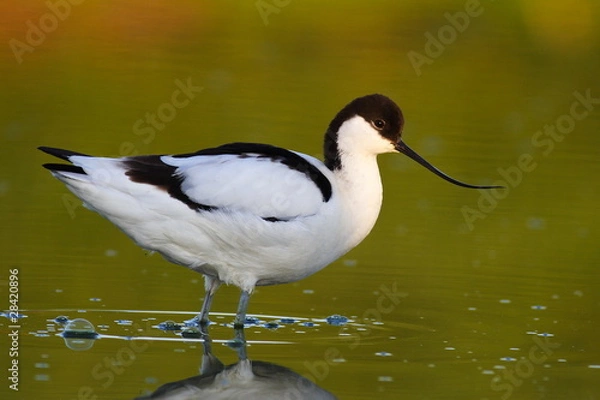Obraz Avocet