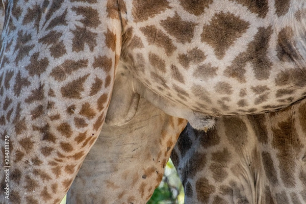 Obraz giraffer penis