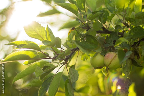 Obraz Apples are ripe hanging on  branch of Apple tree
