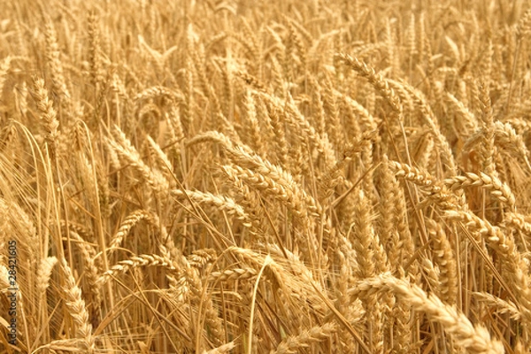 Obraz Getreidefeld