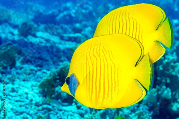 Obraz  Masked butterflyfish (Chaetodon semilarvatus). Red sea. Egypt.