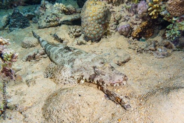 Obraz Crocodilefish (Cymbacephalus beauforti) on the sandy bottom. Red sea. Egypt.