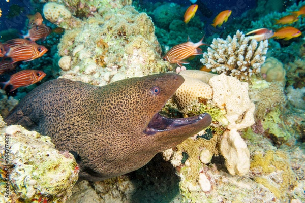 Obraz Giant Moray eel-Gymnothorax thyrsoideus. Red sea, Egypt.